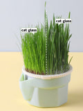 CAT GRASS CUP