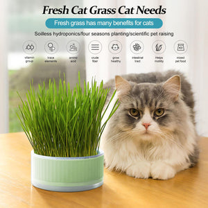 CAT GRASS CUP