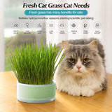 CAT GRASS CUP